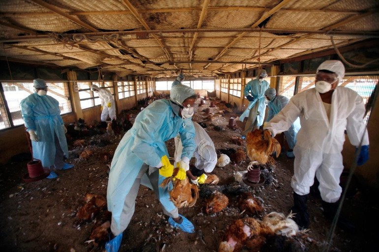 India : Muncul Kasus Flu Burung (H5N8 & H5N1) Di Sembilan Negara Bagian