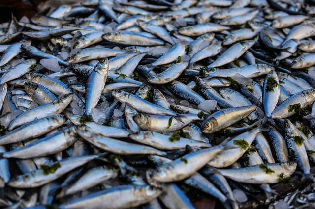 Uganda : Masyarakat Di Peringatkan Untuk Tidak Mengonsumsi Ikan Mati