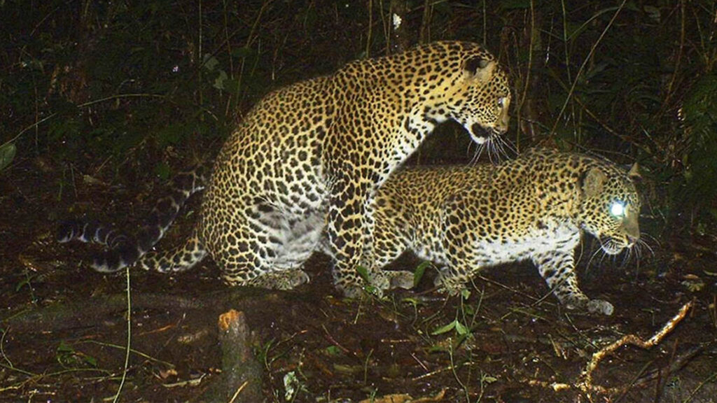 Tengok Imutnya Macan Tutul